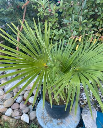 Palme da giardino