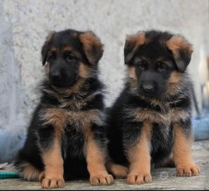 Disponibile un cucciolo maschio Pastore tedesco