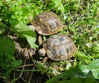 Testudo hermanni