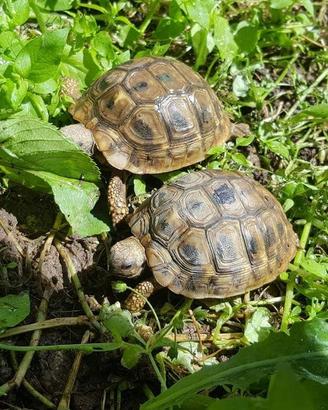 Testudo hermanni