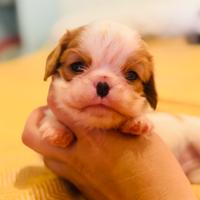 Cuccioli Cavalier King con Pedigree Enci