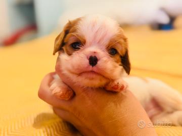 Cuccioli Cavalier King con Pedigree Enci