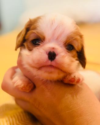 Cuccioli Cavalier King con Pedigree Enci