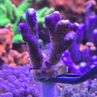 Stylophora Pistillata Milka
