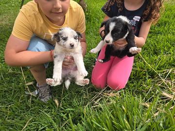 Cuccioli di border collie originali blue merle e n
