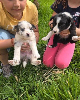Cuccioli di border collie originali blue merle e n