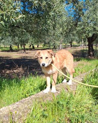 MAGMA cucciola timida in adozione