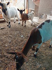 Disponibili caprette tibetane