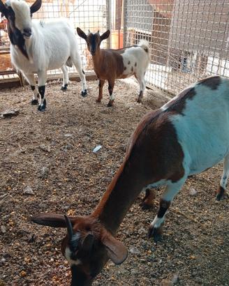 Disponibili caprette tibetane