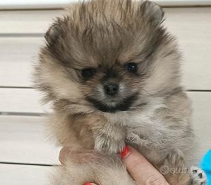 Spitz di Pomerania nano