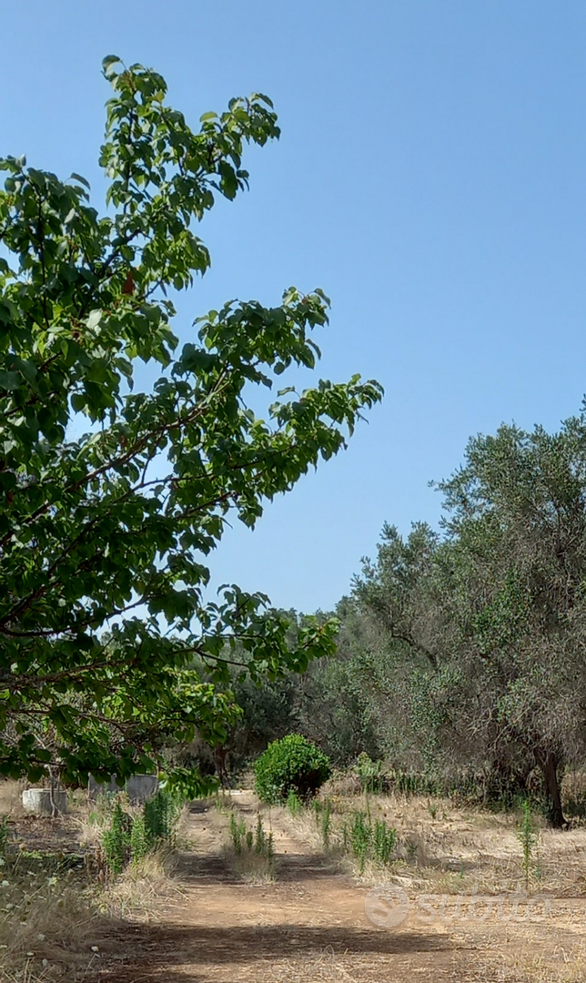 Terreno Agricolo Via Grandizia (Torre S. Susanna) - Vista 3