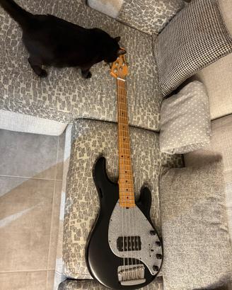 Ernie ball Stingray 5