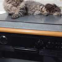 Gattino Main Coon 12 mesi ultimo disponibile