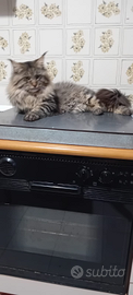 Gattino Main Coon 12 mesi ultimo disponibile