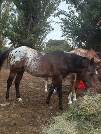 Appaloosa maschio intero 2 anni