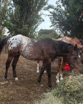 Appaloosa maschio intero 2 anni