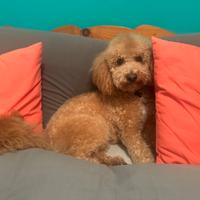 Stallone di Maltipoo nano