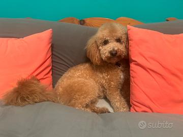 Stallone di Maltipoo nano