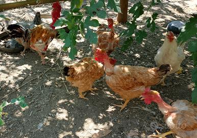galline 