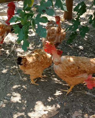 galline 