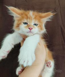 Maine coon