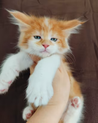 Maine coon