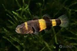 Pesce ape-brachigobius doriae