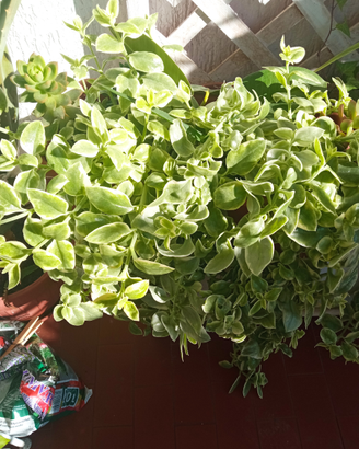 Piante succulente