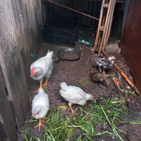 Gallo livornese