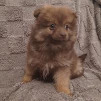 Volpini di Pomerania