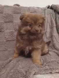 Volpini di Pomerania