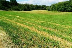 Terreno edificabile 1000 mq