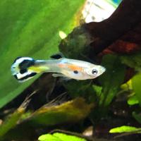 Ven.pesci acqua dolce specie guppy molly,plati