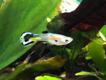 Ven.pesci acqua dolce specie guppy molly,plati