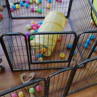 recinto per cani in ferro 