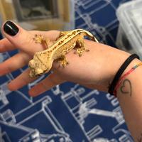 Piccoli di Correlophus ciliatus