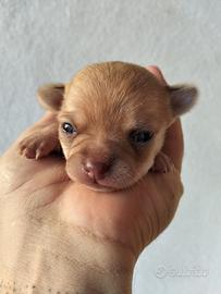 Cuccioli di Chihuahua
