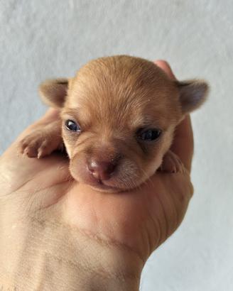 Cuccioli di Chihuahua