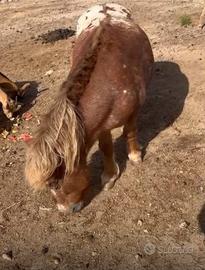 Vendita pony