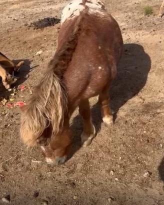 Vendita pony
