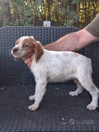 Epagneul Breton cuccioli