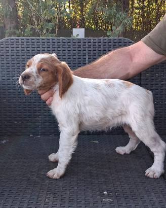 Epagneul Breton cuccioli