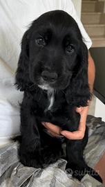 Cocker Spaniel