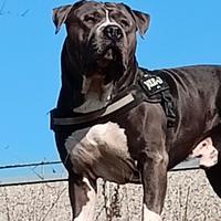 Certo femmina per monta per il mio Amstaff