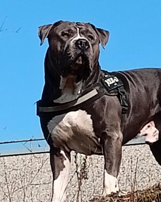 Certo femmina per monta per il mio Amstaff