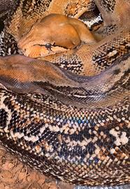 Coppia boa constrictor imperator