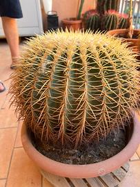 Cuscino della Suocera