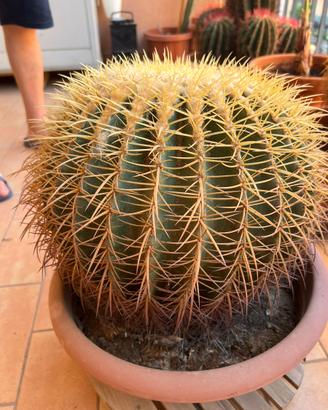 Cuscino della Suocera