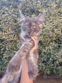 Maine Coon