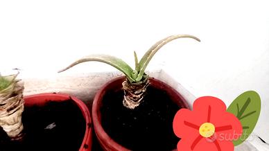 ALOE TALEE - RITIRO CELERE